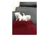 KAR TOPU İRAN KEDİSİ - 3