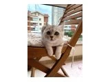 3,5 AYLIK ERKEK BRITISH SHORTHAIR - 2