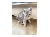 3,5 AYLIK ERKEK BRITISH SHORTHAIR - 3
