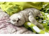 3,5 AYLIK ERKEK BRITISH SHORTHAIR - Bursa