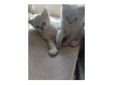 2 adet erkek  British Shorthair x Siyam Karışımı Yavrular Yeni Yuvalarını Arıyor - 2