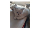 2 adet erkek British Shorthair x Siyam Karışımı Yavrular Yeni Yuvalarını Arıyor! ????