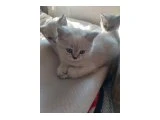 2 adet erkek British Shorthair x Siyam Karışımı Yavrular Yeni Yuvalarını Arıyor - Kedi