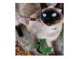 2 adet erkek  British Shorthair x Siyam Karışımı Yavrular Yeni Yuvalarını Arıyor - 4
