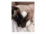 2 adet erkek  British Shorthair x Siyam Karışımı Yavrular Yeni Yuvalarını Arıyor - 3
