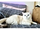 2 adet erkek  British Shorthair x Siyam Karışımı Yavrular Yeni Yuvalarını Arıyor - 5