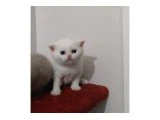 Yeni Yuvasını arayan oyun canavarı :) - 3