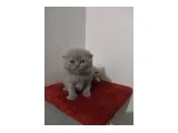 Yeni Yuvasını arayan oyun canavarı :) - Scottish Fold - Çankırı