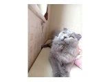 Ücretsiz kedi sahiplendirme - 3