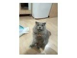 Ücretsiz kedi sahiplendirme - British Shorthair - Bursa