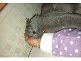 Ücretsiz kedi sahiplendirme - 2