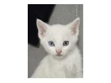 Van kedi yavruları - 3