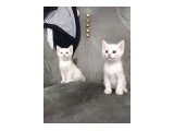 Van kedi yavruları - 2