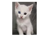 Van kedi yavruları - Van Kedisi - Aydın