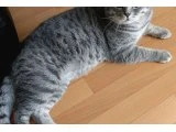 aslan parçası yeni yuvasını arıyor - 3