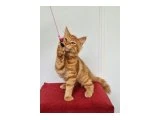 Maine coon kedilerimiz evrakları tamdir - 2