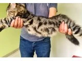 Maine coon kedilerimiz evrakları tamdir - 3