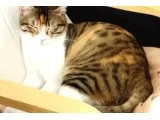 Acil yuva aranıyor - Tekir Kedi