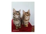 Maine coon kedilerimiz evrakları tamdir