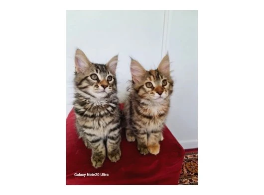 Maine coon kedilerimiz evrakları tamdir