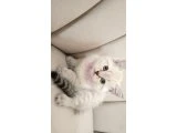 Bebekler yuva arıyor - Scottish Fold - Ankara