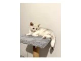 2 Aylık British Shorthair Yavrular - 2