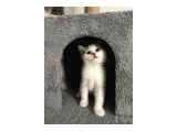 2 Aylık British Shorthair Yavrular