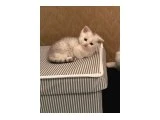 2 Aylık British Shorthair Yavrular - 3