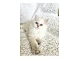 Golden Point British Longhair - 3