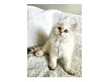Golden Point British Longhair - 4
