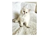 Golden Point British Longhair - 2