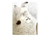 Golden Point British Longhair - 5