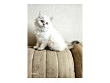 Golden Point British Longhair - Ankara