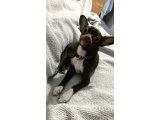 4 Aylık Kızımıza Yuva - Köpek