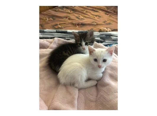 Pamuk ve Sarma yeni sahiplerini arıyor
