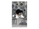 Ev Ortamında büyüyen shihtzu bebekler - 2