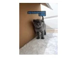 Top surat bebek teslime hazır - 2