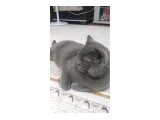 Kedi sahibinden ücretsiz verileck - 1