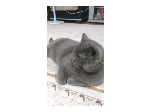 Kedi sahibinden ücretsiz verileck 