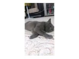 Kedi sahibinden ücretsiz verileck - 2