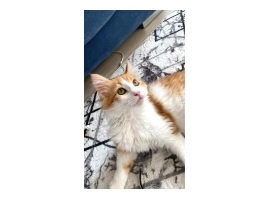 6 AYLIK SARMAN KEDİMİZE YUVA ARIYORUZ