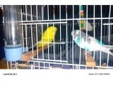 Güzel kuşlar - Muhabbet Kuşu