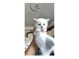05.05.2025 dogumlu British shorthair yavrular - Mersin