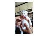 05.05.2025 dogumlu British shorthair yavrular - 2