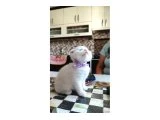 05.05.2025 dogumlu British shorthair yavrular - 3