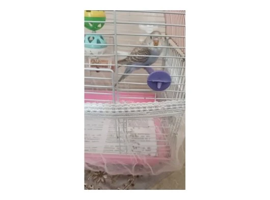 Yavru Muhabbet kuşları 