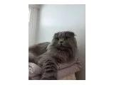 Acottiah Fold Longhair Acil yuva - Scottish Fold