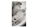 Safkan British Shorthair Erkek 19 Aylık - 2