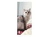 Safkan British Shorthair Erkek 19 Aylık