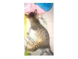 Anneni dogum yapti evde 6 kedi var cok uslu tuvalet egitimi var cok sevecen kendini sevdirir sicak yuva ariyo - Tekir Kedi